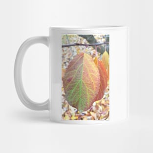 Apple Tree Leaves, Stawell, June 21, 2017 Mug